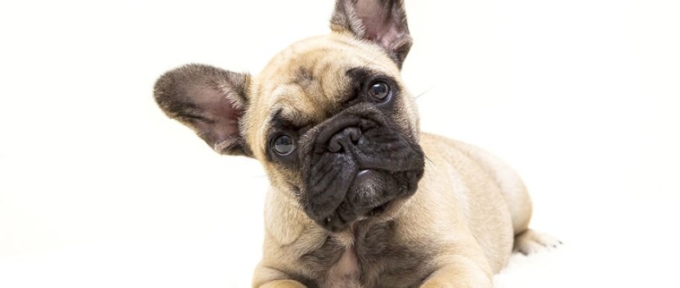 bouledogue français
